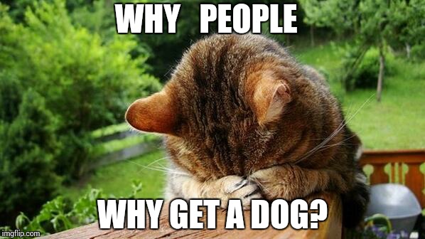 Embarrassed Cat | WHY   PEOPLE; WHY GET A DOG? | image tagged in embarrassed cat | made w/ Imgflip meme maker
