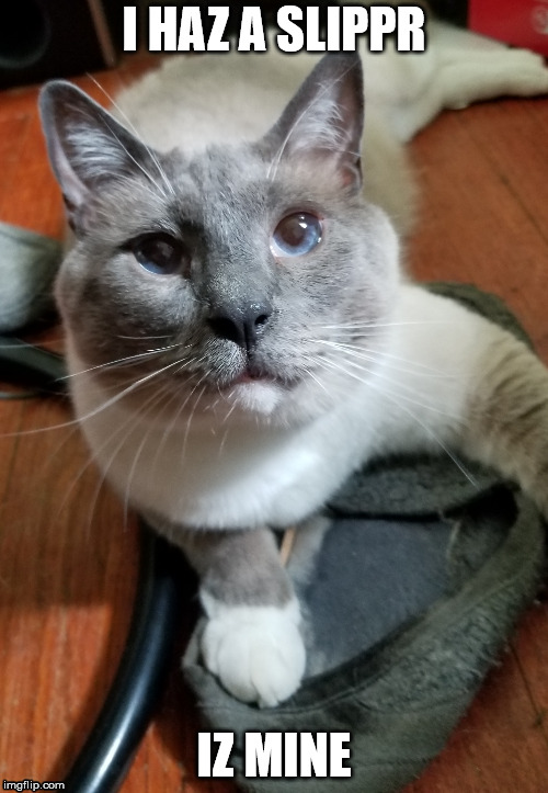 I HAZ A SLIPPR; IZ MINE | made w/ Imgflip meme maker
