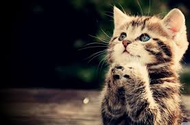 Geelong Cats Praying Kitten Blank Meme Template