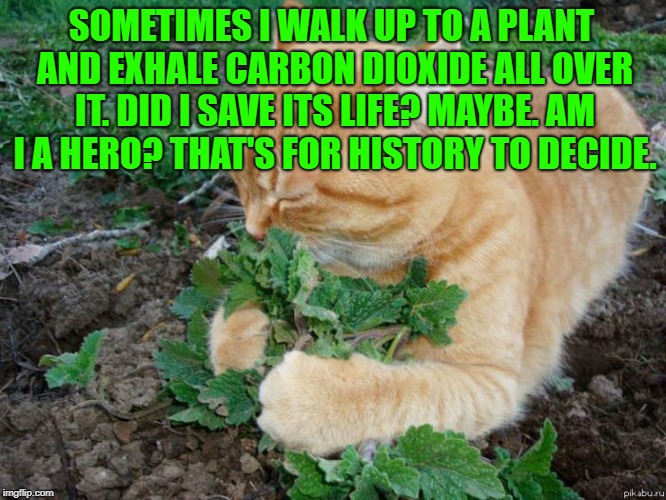 Plant lover | SOMETIMES I WALK UP TO A PLANT AND EXHALE CARBON DIOXIDE ALL OVER IT. DID I SAVE ITS LIFE? MAYBE. AM I A HERO? THAT'S FOR HISTORY TO DECIDE. | image tagged in plant lover,funny,memes,funny memes,hero,oxygen | made w/ Imgflip meme maker