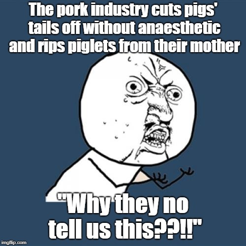 Y U No Meme | The pork industry cuts pigs' tails off without anaesthetic and rips piglets from their mother; "Why they no tell us this??!!" | image tagged in memes,y u no | made w/ Imgflip meme maker