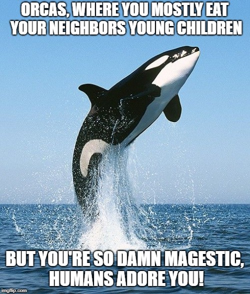 Orca | ORCAS, WHERE YOU MOSTLY EAT YOUR NEIGHBORS YOUNG CHILDREN; BUT YOU'RE SO DAMN MAGESTIC, HUMANS ADORE YOU! | image tagged in orca | made w/ Imgflip meme maker