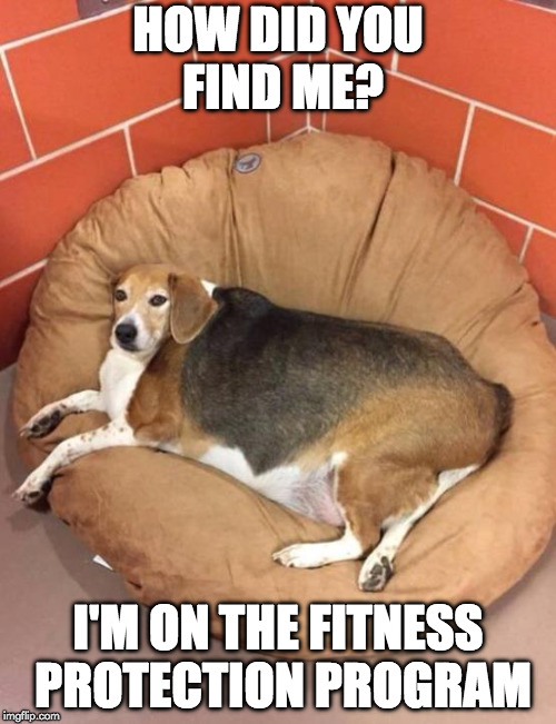 Hiding from fitness | HOW DID YOU FIND ME? I'M ON THE FITNESS PROTECTION PROGRAM | image tagged in too lazy,meme,lazy | made w/ Imgflip meme maker