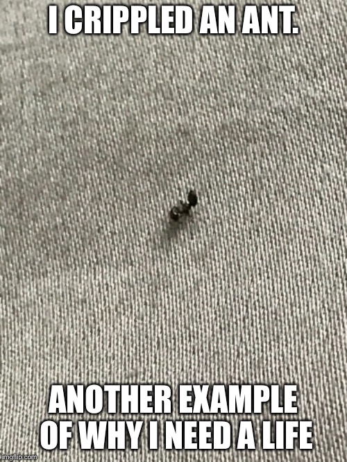 I CRIPPLED AN ANT. ANOTHER EXAMPLE OF WHY I NEED A LIFE | image tagged in ant | made w/ Imgflip meme maker
