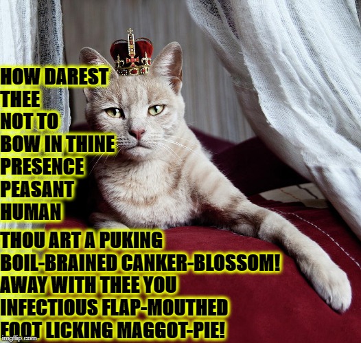 MEDIEVAL INSULT CAT | HOW DAREST THEE NOT TO BOW IN THINE PRESENCE PEASANT HUMAN; THOU ART A PUKING BOIL-BRAINED CANKER-BLOSSOM! AWAY WITH THEE YOU INFECTIOUS FLAP-MOUTHED FOOT LICKING MAGGOT-PIE! | image tagged in medieval insult cat | made w/ Imgflip meme maker
