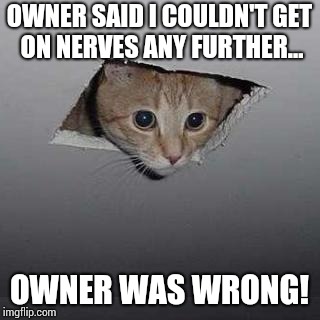 Don't dare cats! | OWNER SAID I COULDN'T GET ON NERVES ANY FURTHER... OWNER WAS WRONG! | image tagged in memes,ceiling cat | made w/ Imgflip meme maker