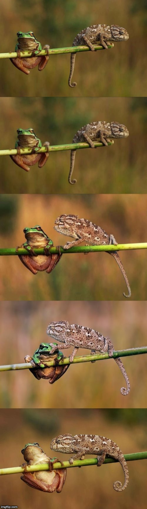 Frog and lizard Blank Meme Template