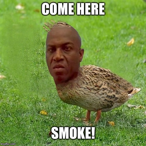Deebo Duck - coolbullshit | COME HERE SMOKE! | image tagged in deebo duck - coolbullshit | made w/ Imgflip meme maker