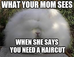 Hairy Hare Boi | WHAT YOUR MOM SEES; WHEN SHE SAYS YOU NEED A HAIRCUT | image tagged in memes,funny,new memes,funny memes | made w/ Imgflip meme maker
