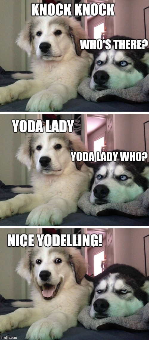 Bad pun dogs | KNOCK KNOCK; WHO'S THERE? YODA LADY; YODA LADY WHO? NICE YODELLING! | image tagged in bad pun dogs | made w/ Imgflip meme maker