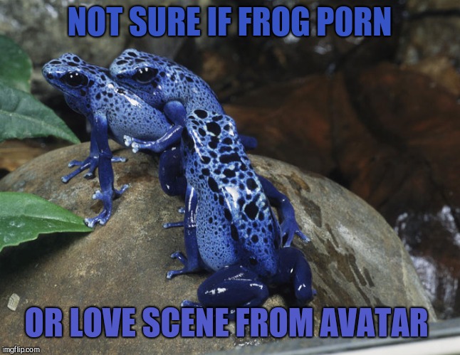 Frog Week, June 4-10, a JBmemegeek & giveuahint event!  | NOT SURE IF FROG P0RN; OR LOVE SCENE FROM AVATAR | image tagged in frog week,frogs,avatar,jbmemegeek,giveuahint,memes | made w/ Imgflip meme maker