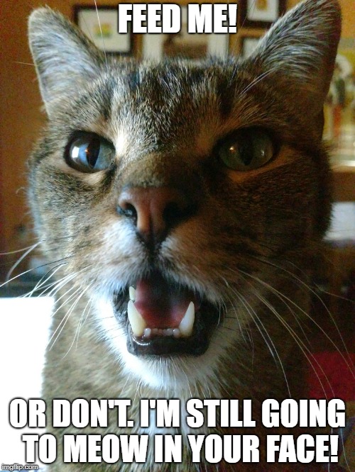 Bonkers Cat Stuff | FEED ME! OR DON'T. I'M STILL GOING TO MEOW IN YOUR FACE! | image tagged in funny cats | made w/ Imgflip meme maker