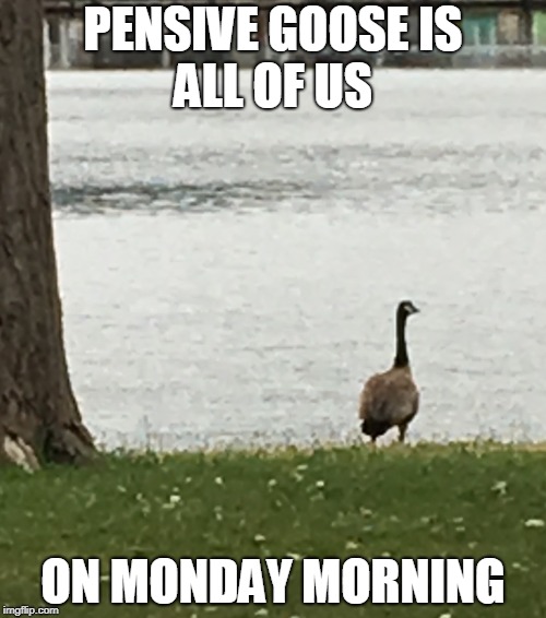 Pensive Goose | PENSIVE GOOSE
IS ALL OF US; ON MONDAY MORNING | image tagged in monday,i hate mondays,goose | made w/ Imgflip meme maker
