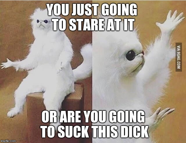 Confused Monkey / Cat | YOU JUST GOING TO STARE AT IT; OR ARE YOU GOING TO SUCK THIS DICK | image tagged in confused monkey / cat | made w/ Imgflip meme maker