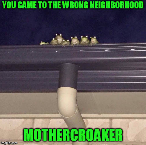 Creepy frogs | YOU CAME TO THE WRONG NEIGHBORHOOD; MOTHERCROAKER | image tagged in frog week,frog,frogs,wrong neighborhood | made w/ Imgflip meme maker