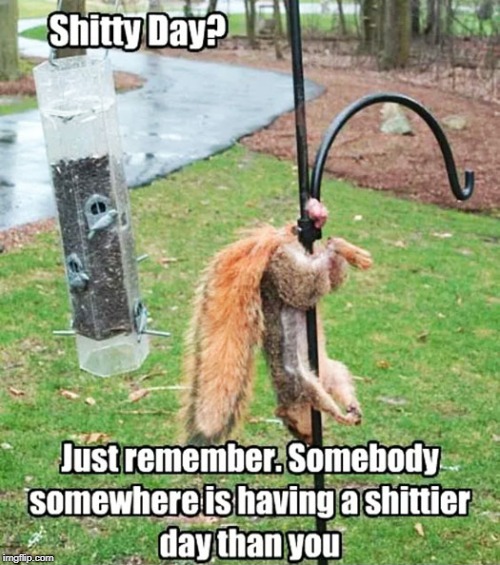 Shitty Day | image tagged in memes,funny,animals,day | made w/ Imgflip meme maker