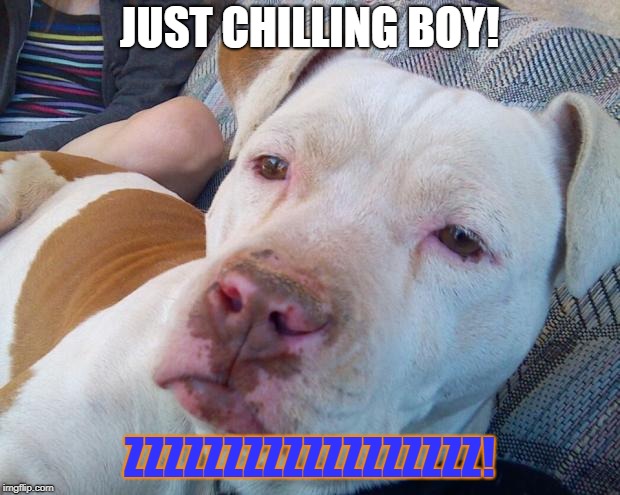 High Pitbull | JUST CHILLING BOY! ZZZZZZZZZZZZZZZZZZ! | image tagged in high pitbull | made w/ Imgflip meme maker
