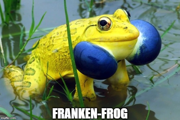 It's ALIVE | FRANKEN-FROG | image tagged in memes | made w/ Imgflip meme maker