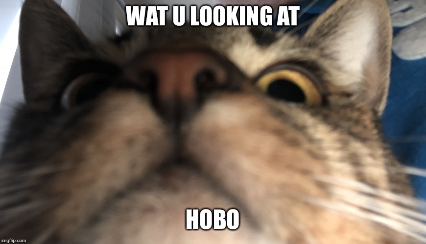 Ah herlo | WAT U LOOKING AT; HOBO | image tagged in ah herlo | made w/ Imgflip meme maker