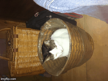 This iz nut ur trash can, it'z me chare. | image tagged in gifs,funny cat memes | made w/ Imgflip images-to-gif maker