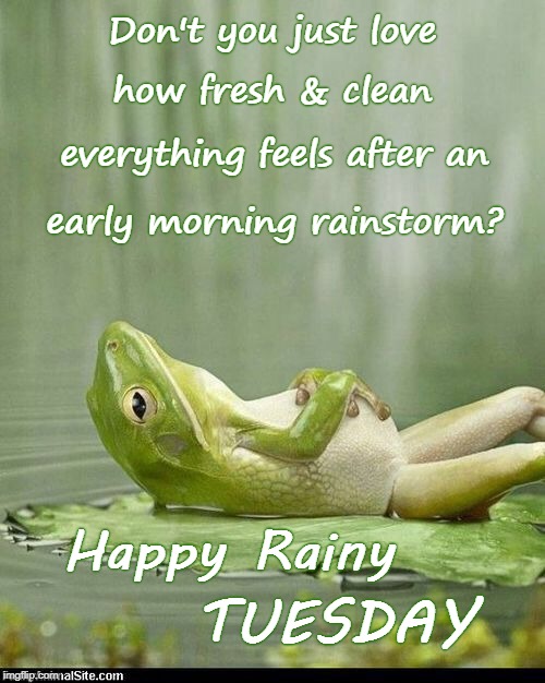 Happy Rainy Tuesday | Don't you just love; how fresh & clean; everything feels after an; early morning rainstorm? Happy Rainy; TUESDAY | image tagged in fresh  clean,early morning rain,rainy tuesday | made w/ Imgflip meme maker