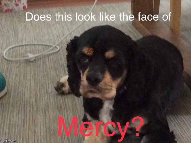 Does this look like the face of mercy? | image tagged in face of mercy,eyebrow dog,scumbag | made w/ Imgflip meme maker
