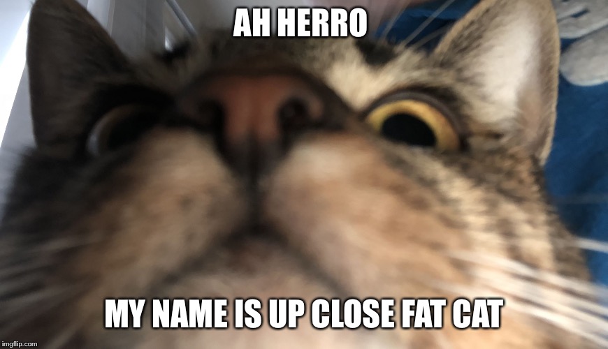Ah herlo | AH HERRO; MY NAME IS UP CLOSE FAT CAT | image tagged in ah herlo | made w/ Imgflip meme maker