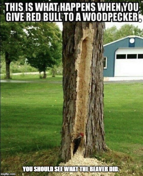 Now that's a Woody. | . YOU SHOULD SEE WHAT THE BEAVER DID. | image tagged in woody,birds,red bull,funny memes,animals | made w/ Imgflip meme maker
