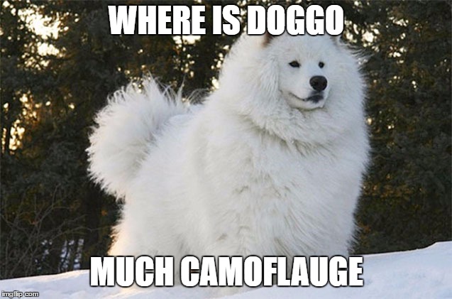 Camoflauge 100 | WHERE IS DOGGO; MUCH CAMOFLAUGE | image tagged in dog | made w/ Imgflip meme maker