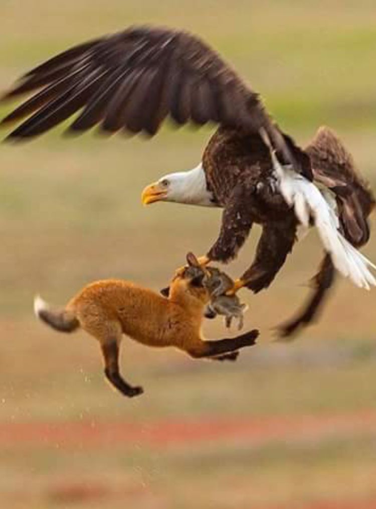 High Quality Eagle vs fox vs rabbit Blank Meme Template