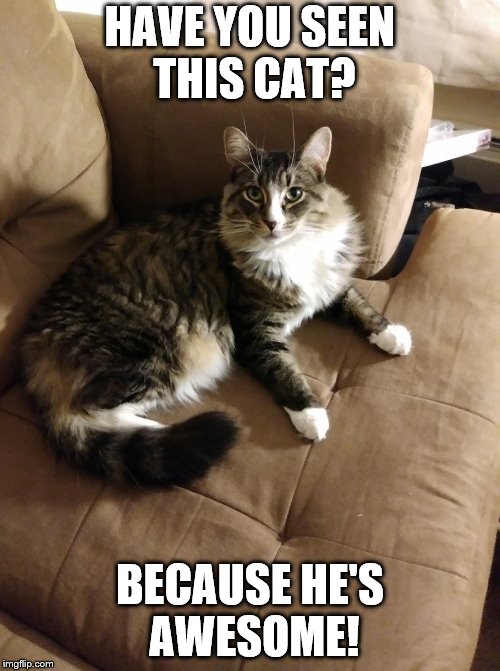 Awesome Cat | HAVE YOU SEEN THIS CAT? BECAUSE HE'S AWESOME! | image tagged in cat,feline | made w/ Imgflip meme maker