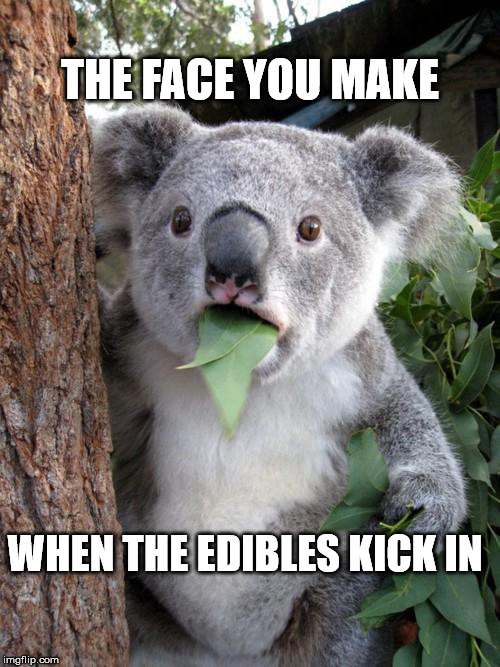 Surprised Koala | THE FACE YOU MAKE; WHEN THE EDIBLES KICK IN | image tagged in memes,surprised koala | made w/ Imgflip meme maker
