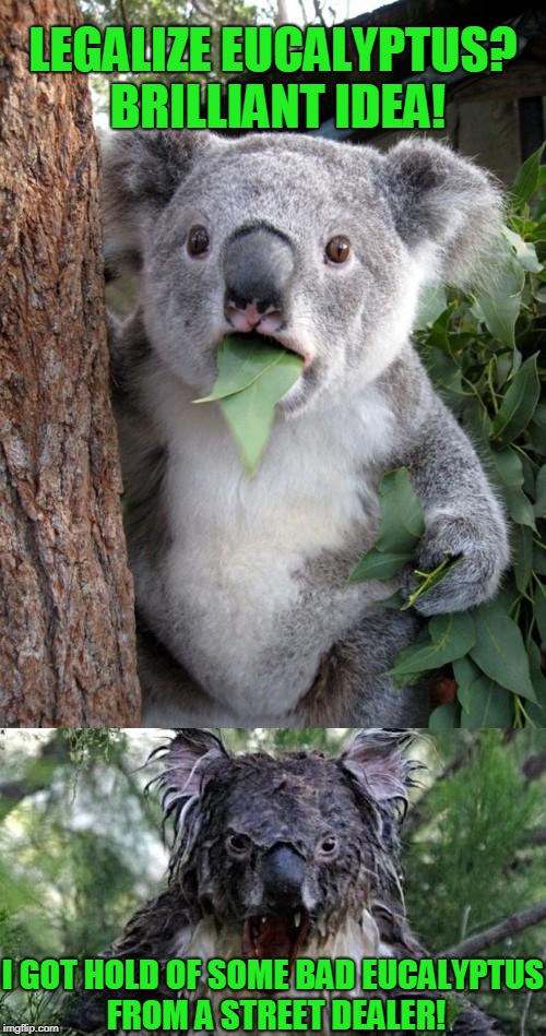 Legalize Eucalyptus!  | LEGALIZE EUCALYPTUS? BRILLIANT IDEA! I GOT HOLD OF SOME BAD EUCALYPTUS FROM A STREET DEALER! | image tagged in angry koala | made w/ Imgflip meme maker