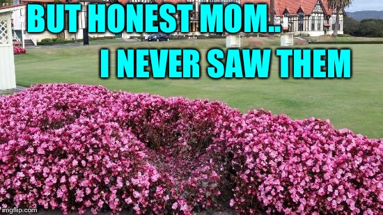BUT HONEST MOM.. I NEVER SAW THEM | made w/ Imgflip meme maker