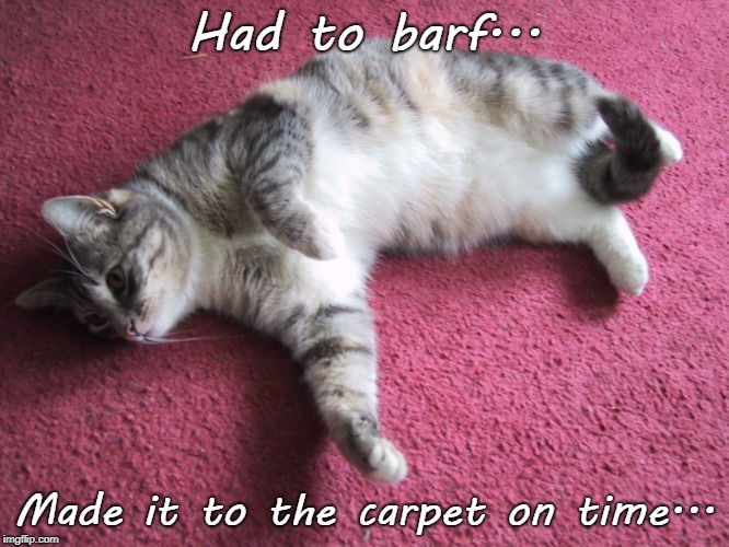 Barfing Cat... | Had to barf... Made it to the carpet on time... | image tagged in barf,carpet,on time | made w/ Imgflip meme maker