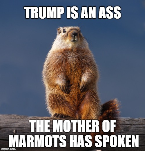 mother of marmots trump is an ass | TRUMP IS AN ASS; THE MOTHER OF MARMOTS HAS SPOKEN | image tagged in mother of marmots,marmot,mother,trump,resistance,theresistance | made w/ Imgflip meme maker