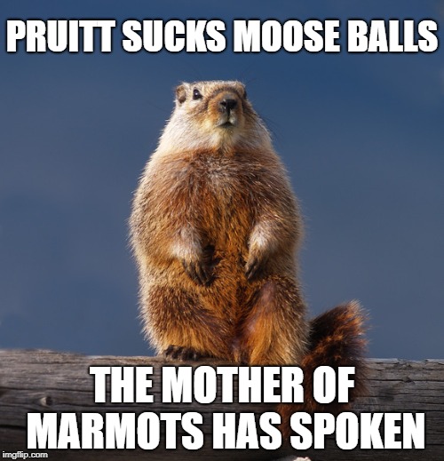 Mother of Marmots Pruitt moose balls | PRUITT SUCKS MOOSE BALLS; THE MOTHER OF MARMOTS HAS SPOKEN | image tagged in mother of marmots,pruitt,moose,balls,marmot,resist | made w/ Imgflip meme maker