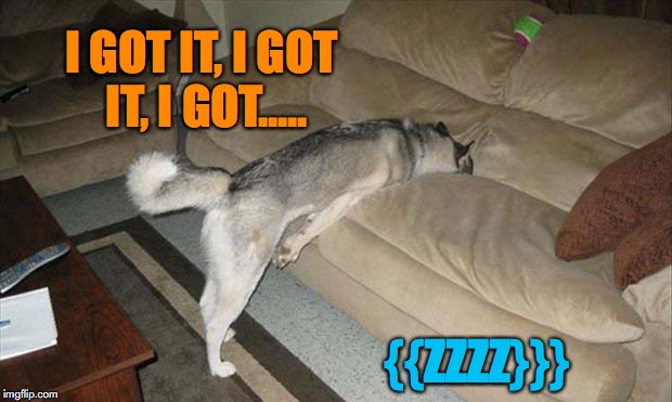 Worked Too Much Overtime Trying To Be Cute | I GOT IT, I GOT IT, I GOT..... {{ZZZZ}}} | image tagged in funny dogs | made w/ Imgflip meme maker