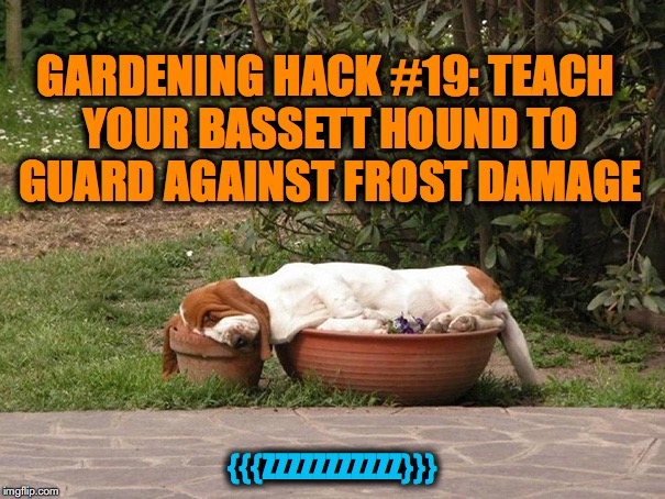 No Frost Cover For Your Newly Planted Posies? | GARDENING HACK #19: TEACH YOUR BASSETT HOUND TO GUARD AGAINST FROST DAMAGE; {{{ZZZZZZZZZZZ}}} | image tagged in basset hound | made w/ Imgflip meme maker