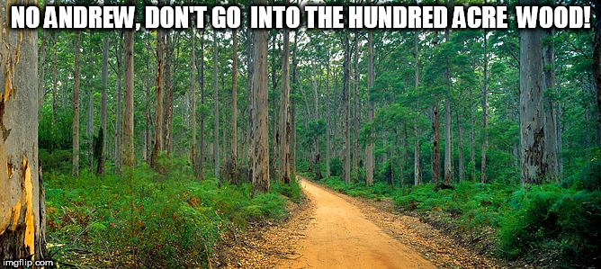 don't go in! | NO ANDREW, DON'T GO  INTO THE HUNDRED ACRE  WOOD! | image tagged in dont go in there,no  you'll never come out alive | made w/ Imgflip meme maker