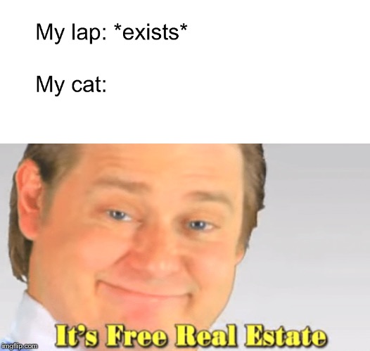 It's Free Real Estate | image tagged in memes,its free real estate,cat | made w/ Imgflip meme maker