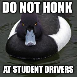 Angry Advice Mallard | DO NOT HONK; AT STUDENT DRIVERS | image tagged in angry advice mallard,AdviceAnimals | made w/ Imgflip meme maker