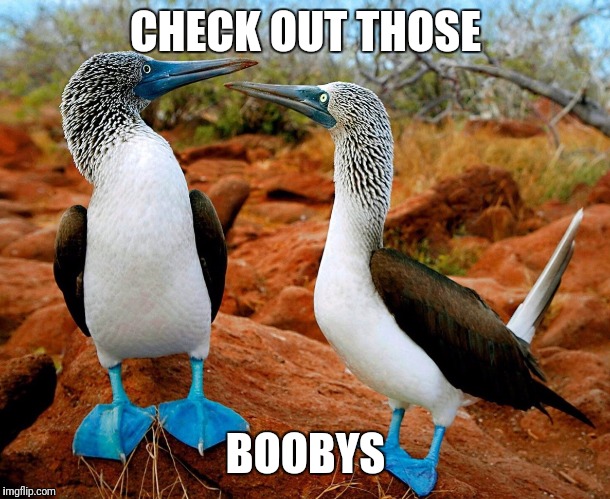 A nice pair of boobys | CHECK OUT THOSE; BOOBYS | image tagged in memes,funny,boobys,wordplay | made w/ Imgflip meme maker