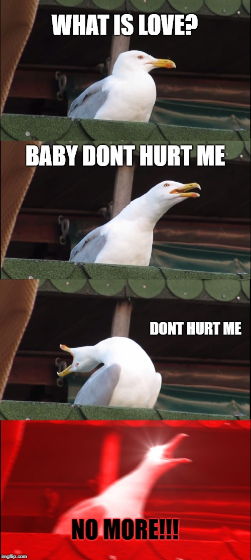 guess this is what my memeing has come to | WHAT IS LOVE? BABY DONT HURT ME; DONT HURT ME; NO MORE!!! | image tagged in memes,inhaling seagull | made w/ Imgflip meme maker