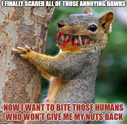 Mad killer squirrel | I FINALLY SCARED ALL OF THOSE ANNOYING HAWKS; NOW I WANT TO BITE THOSE HUMANS WHO WON'T GIVE ME MY NUTS BACK | image tagged in psycho squirrel | made w/ Imgflip meme maker