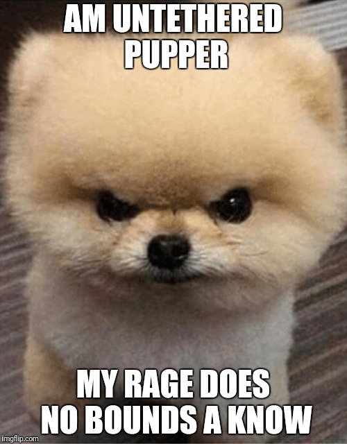 Angry pupper | AM UNTETHERED PUPPER; MY RAGE DOES NO BOUNDS A KNOW | image tagged in angry pupper | made w/ Imgflip meme maker