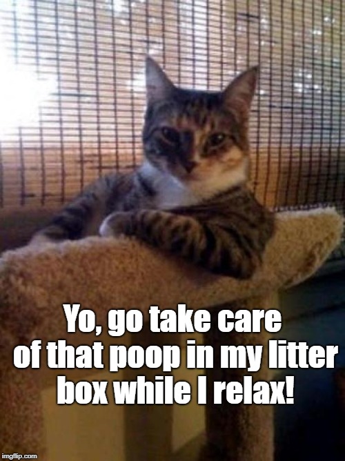 cats | Yo, go take care of that poop in my litter box while I relax! | image tagged in cats | made w/ Imgflip meme maker