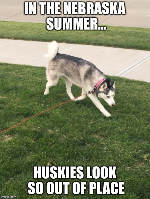 Husky in the Nebraska summer |  IN THE NEBRASKA SUMMER... HUSKIES LOOK SO OUT OF PLACE | image tagged in nebraska,summer,husky,dogs | made w/ Imgflip meme maker