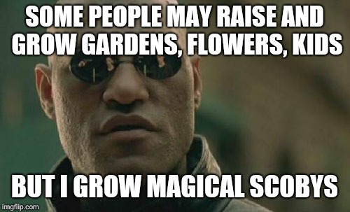 Matrix Morpheus | SOME PEOPLE MAY RAISE AND GROW GARDENS, FLOWERS, KIDS; BUT I GROW MAGICAL SCOBYS | image tagged in memes,matrix morpheus | made w/ Imgflip meme maker