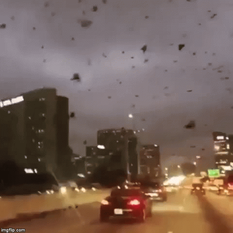 Attack of the birbs | image tagged in gifs,birb | made w/ Imgflip video-to-gif maker